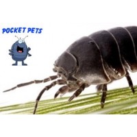 Pocket Pets Roly Poly Farm Vivarium//Terrarium Assorted Colors Small Holds up to